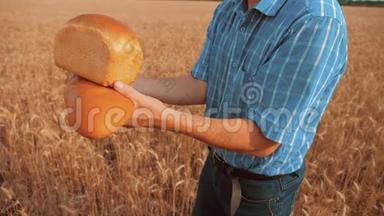 老农夫面包师拿着一个金色的面包和面包在麦田对抗蓝天。 慢生活方式视频
